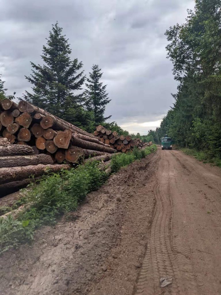Comment entretenir et valoriser sa forêt facilement