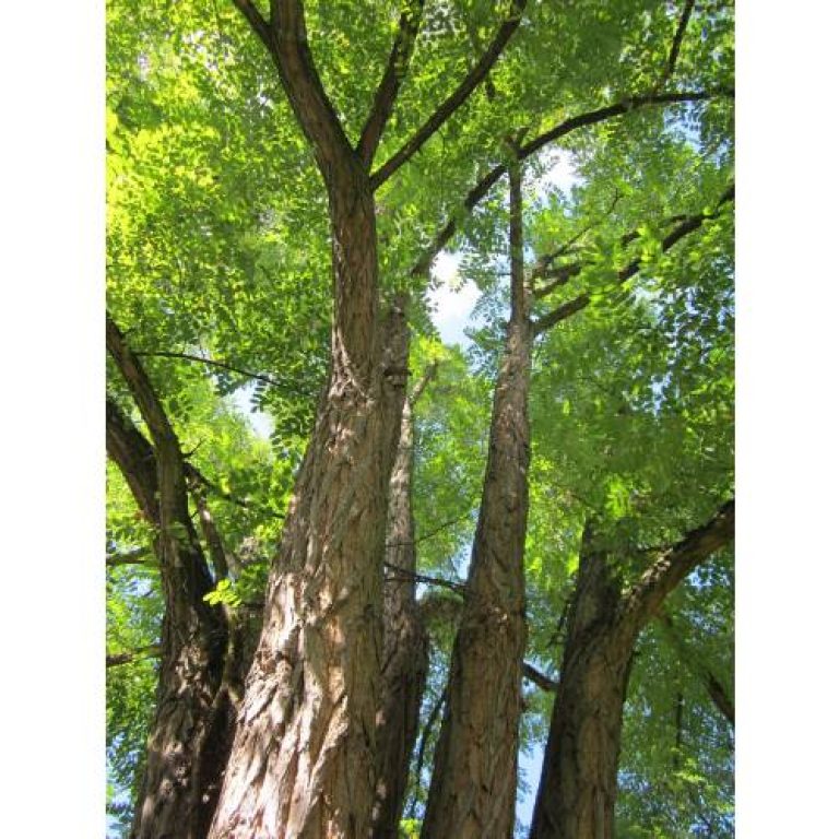 Robinier – Faux acacia