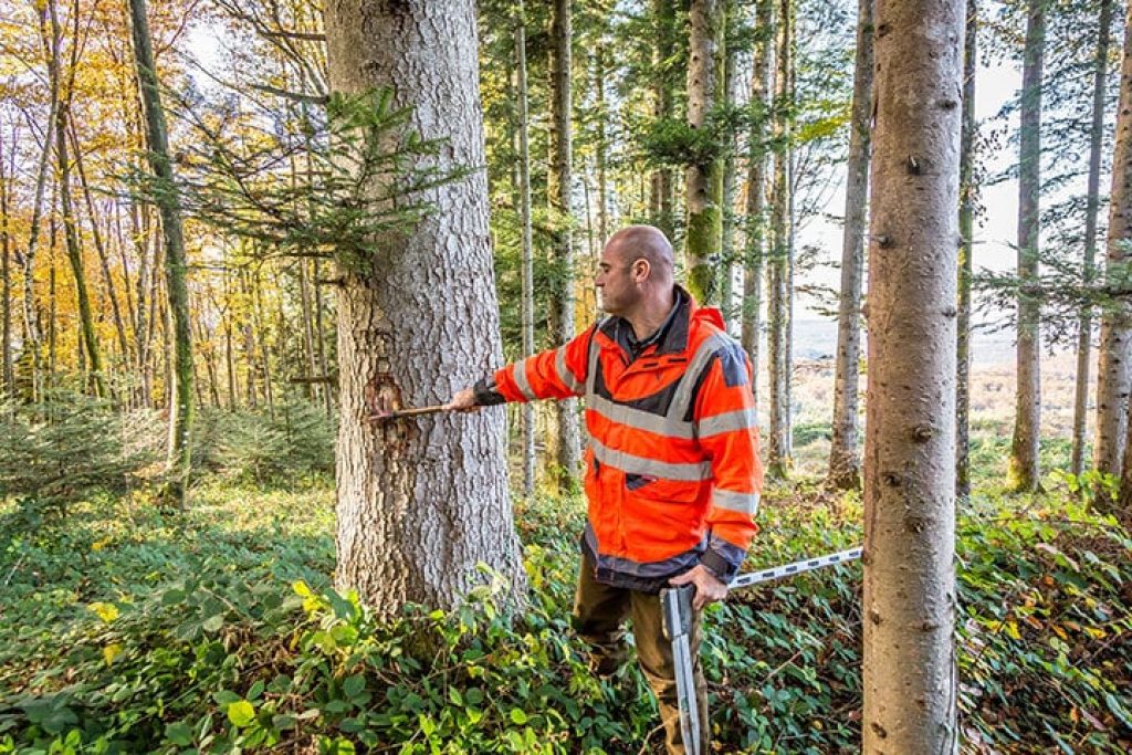 Petit propriétaire forestier - Cuber votre parcelle rapidement