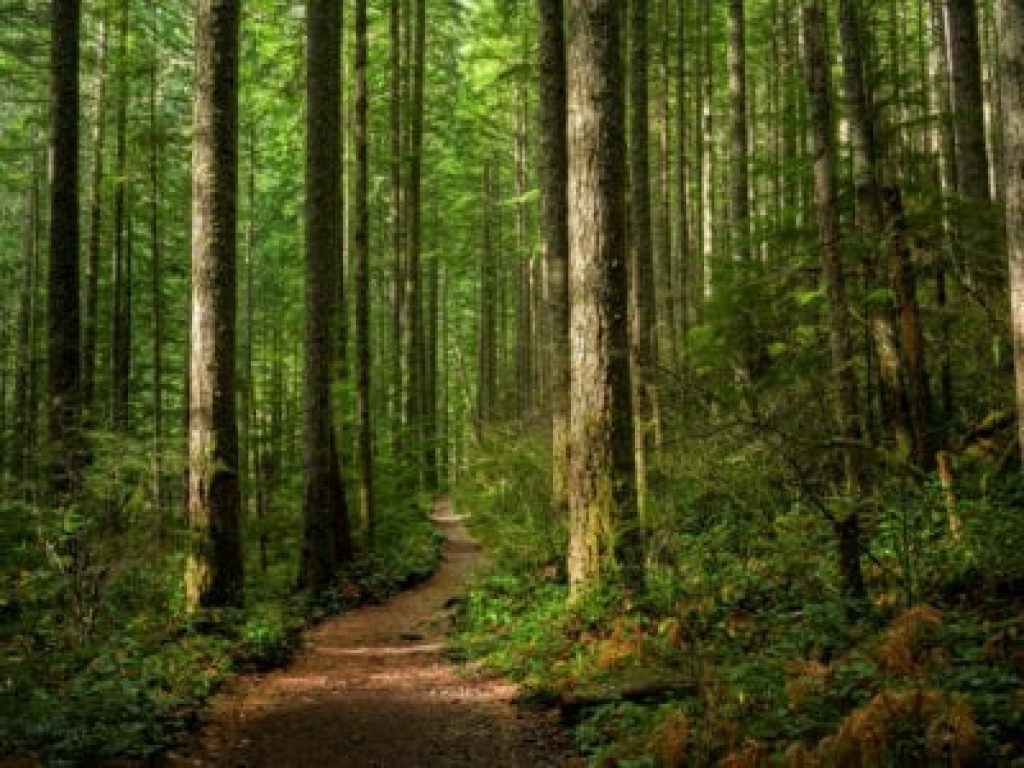 Les arbres de la forêt française