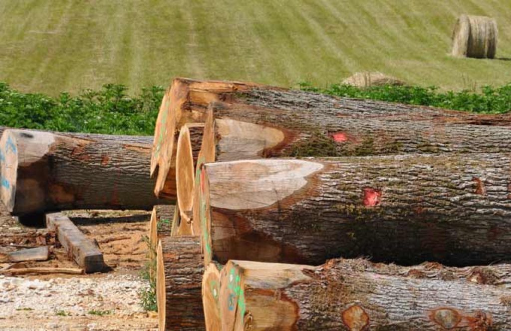 La vente de bois