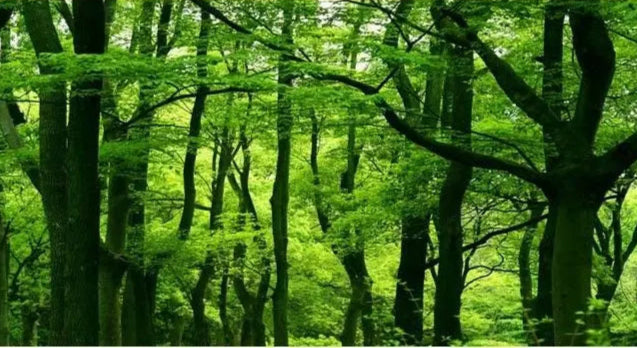 🌿Bois de Rose – Matériau Haut de Gamme pour Créations Artisanales 🎸🔨