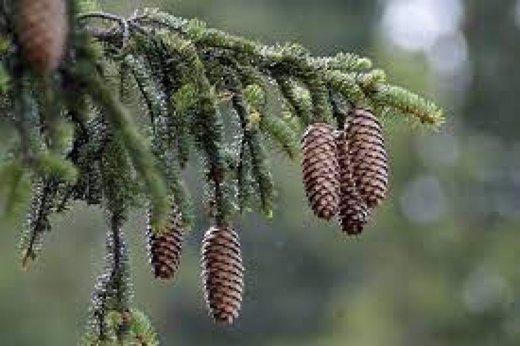 Comment reconnaitre un épicéa d'un sapin