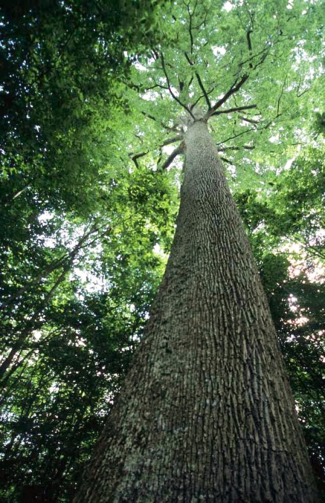 Propriétaire Forestier - Comment déterminer la qualité de votre peuplement