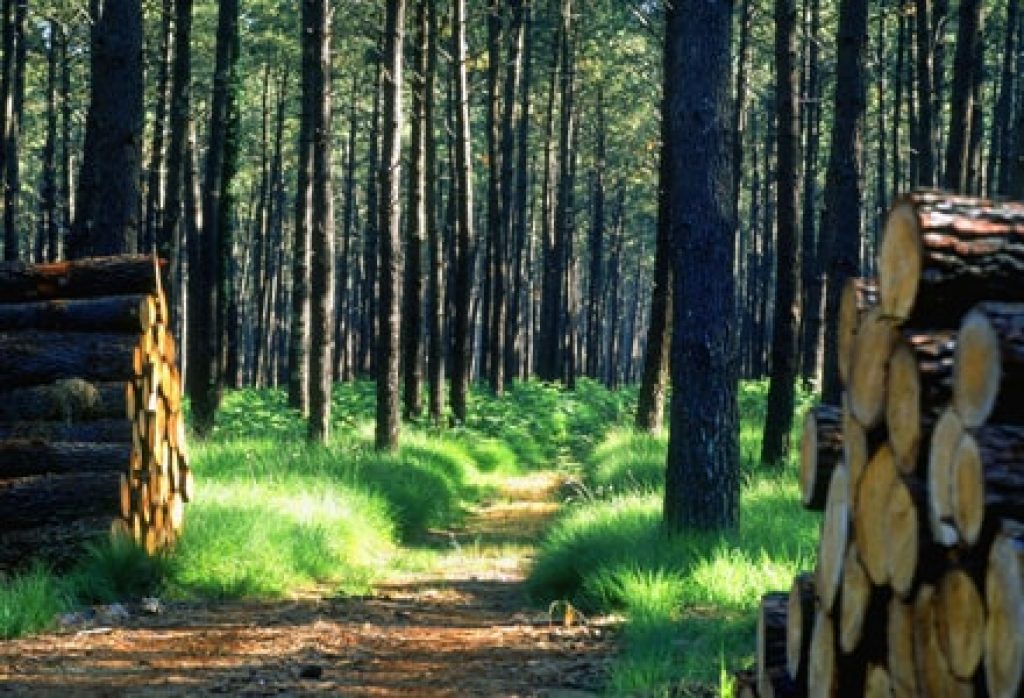 Règles d'or en Sylviculture bois